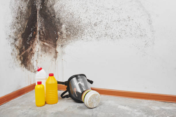 Best Mold Remediation Services  in San Carlos, AZ