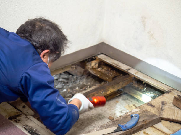 Best Crawl Space Mold Removal  in San Carlos, AZ