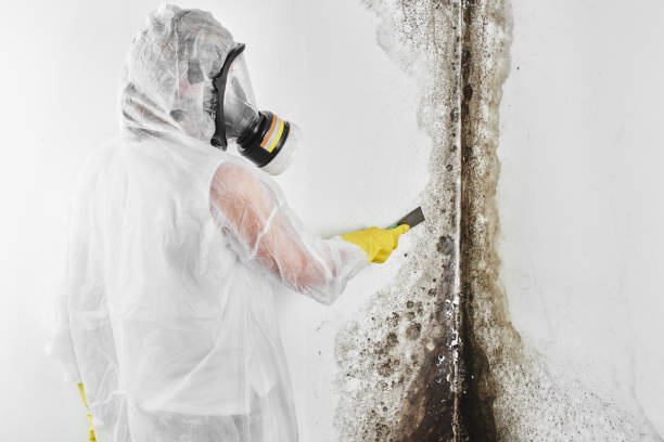 Office Mold Removal Services in San Carlos, AZ