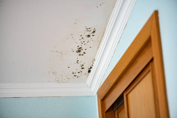 Best Toxic Mold Removal  in San Carlos, AZ