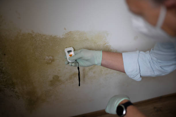 Best Office Mold Removal Services  in San Carlos, AZ