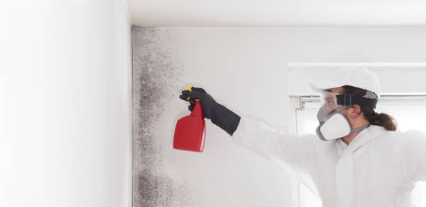 Best Toxic Mold Removal  in San Carlos, AZ