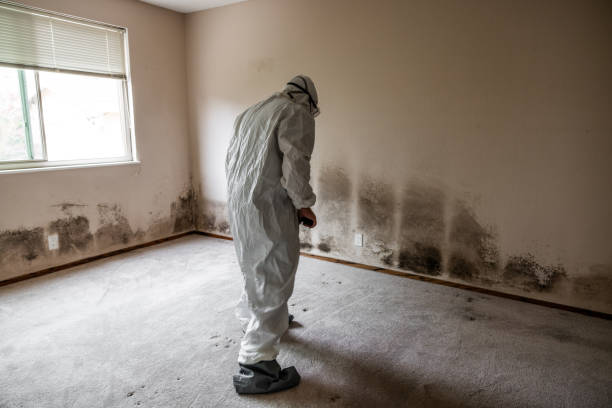 Best Attic Mold Removal  in San Carlos, AZ