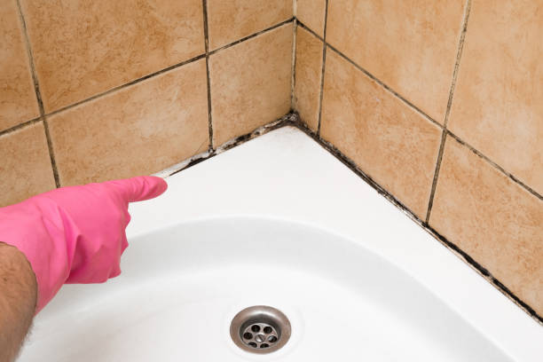 Best Mold Testing and Removal  in San Carlos, AZ